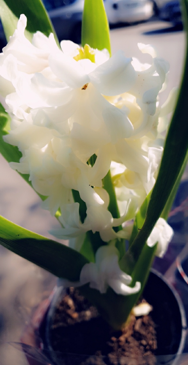 White hyacinth