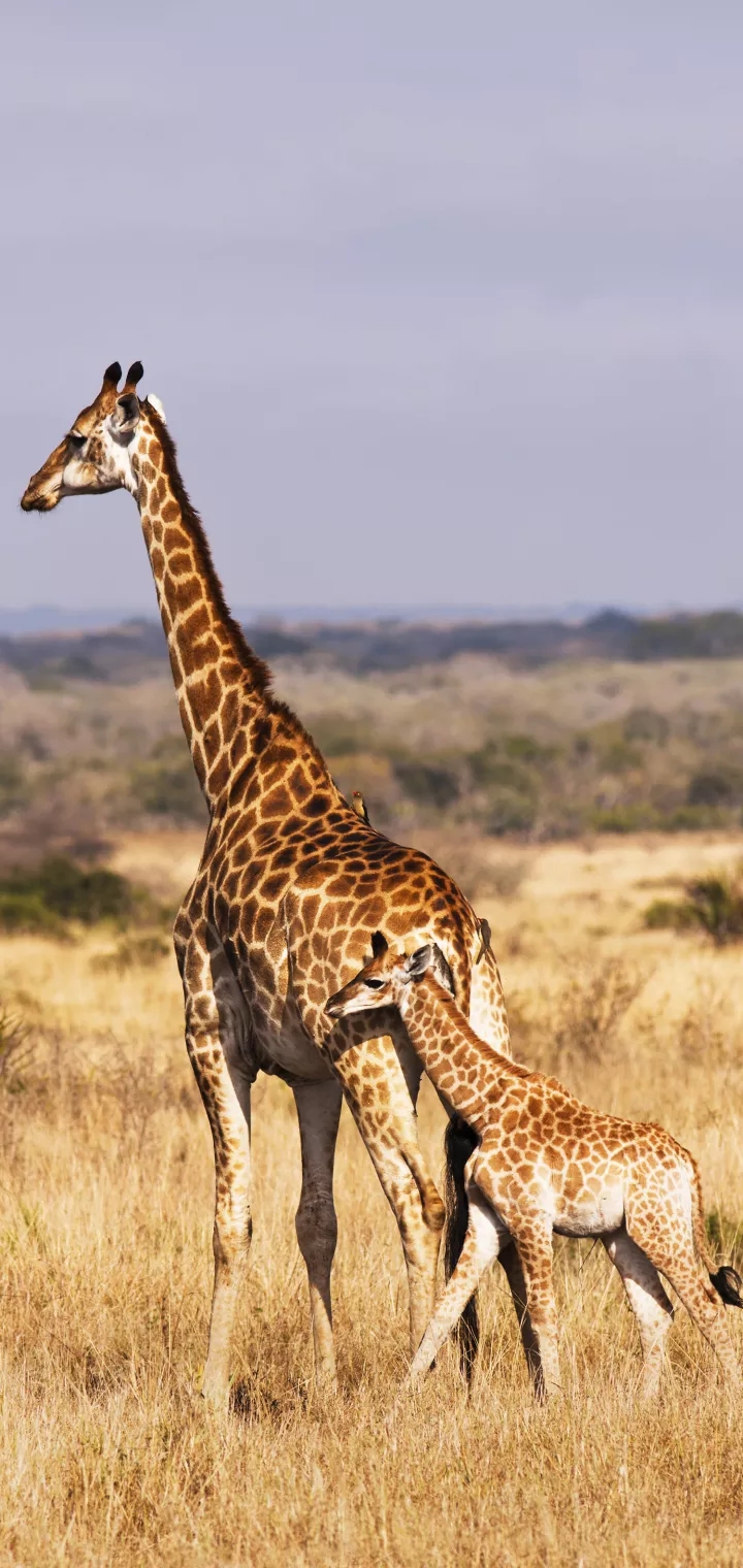 Giraffe