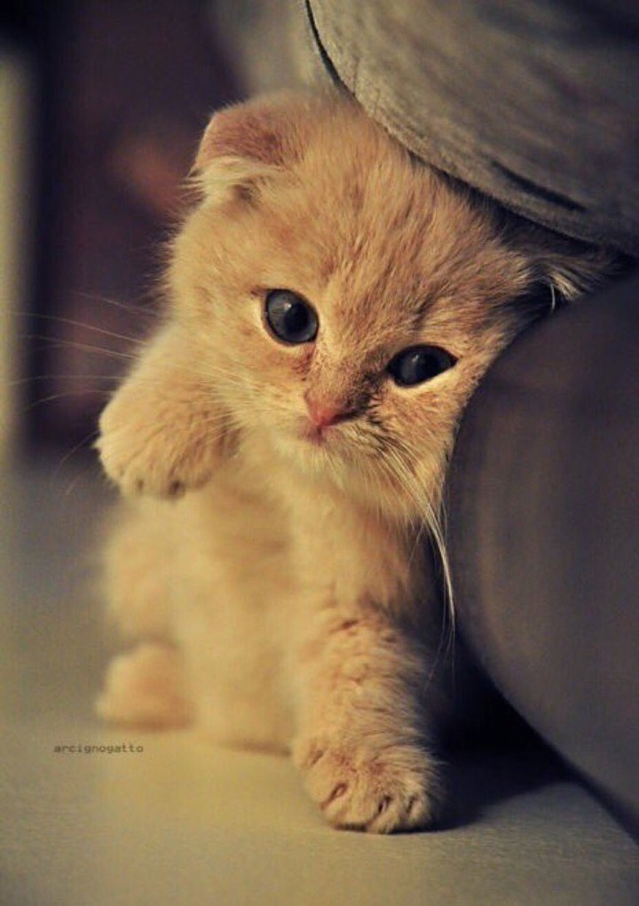 кот охотиться