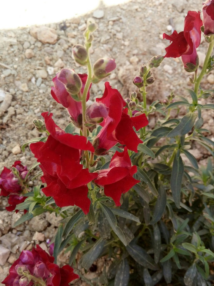 ورده