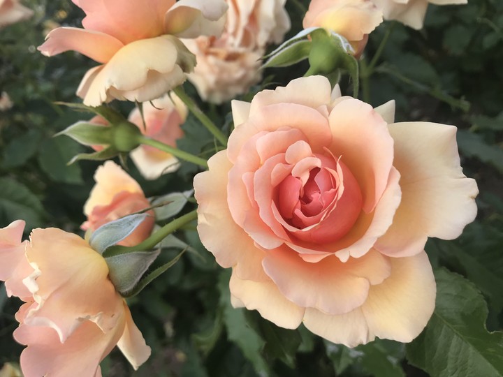 Rose