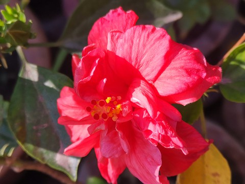 malvales, flower壁纸