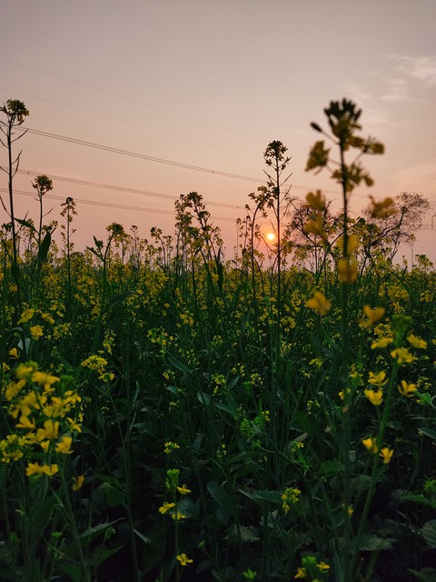 Sunset with Flower
