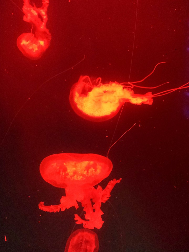 Meduzy