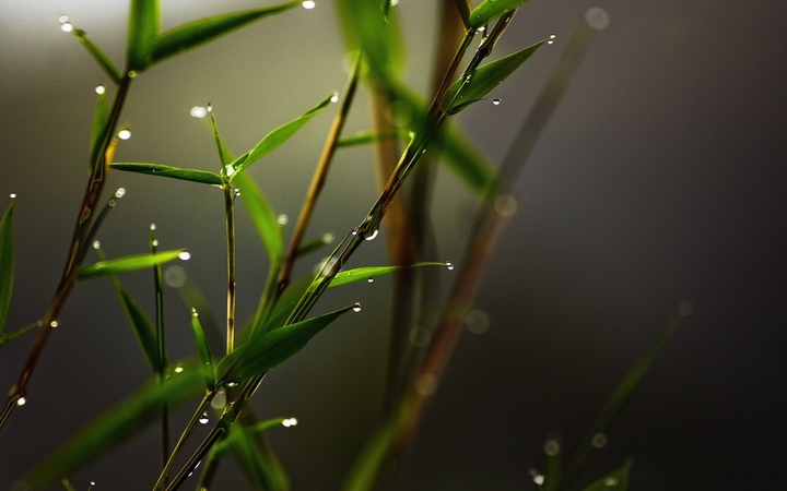 nature
