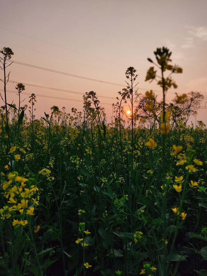 Sunset with Flower