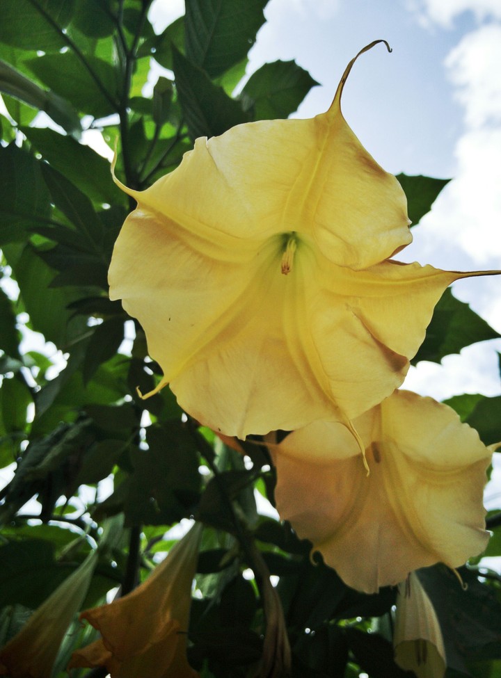 lily