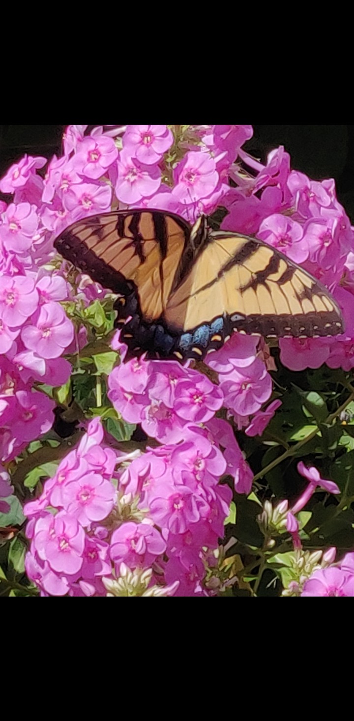 phlox