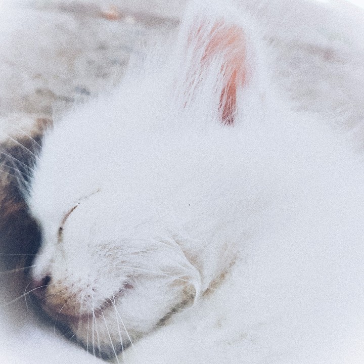white cat sleeps