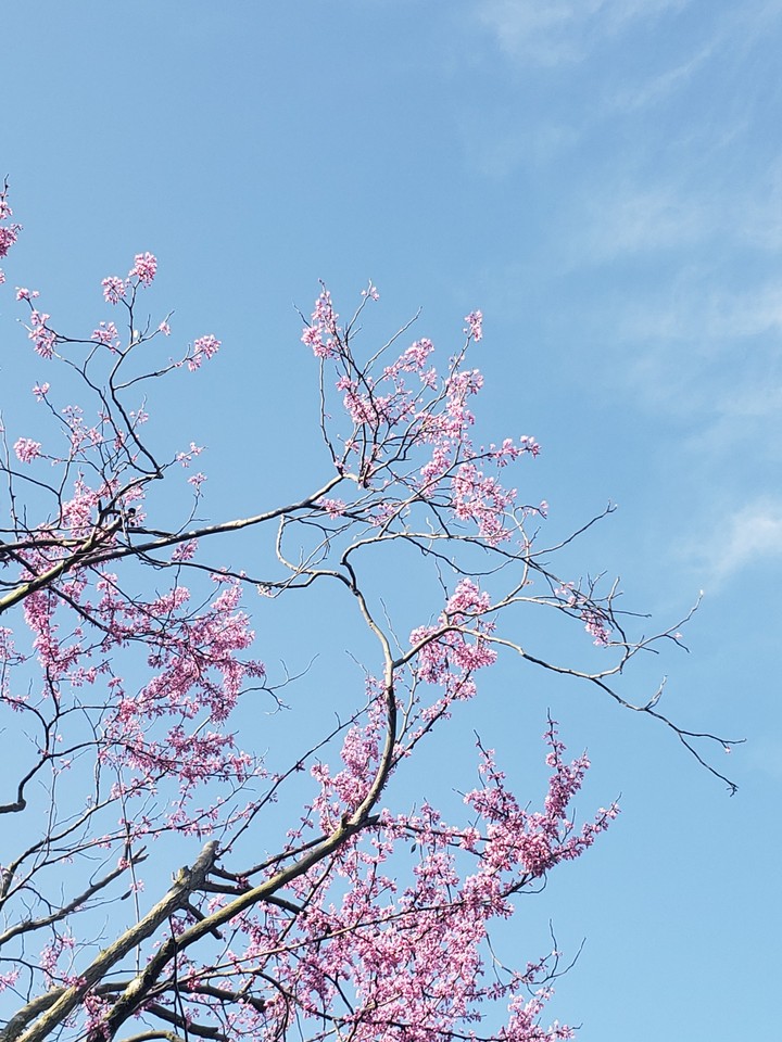 cherry blossom