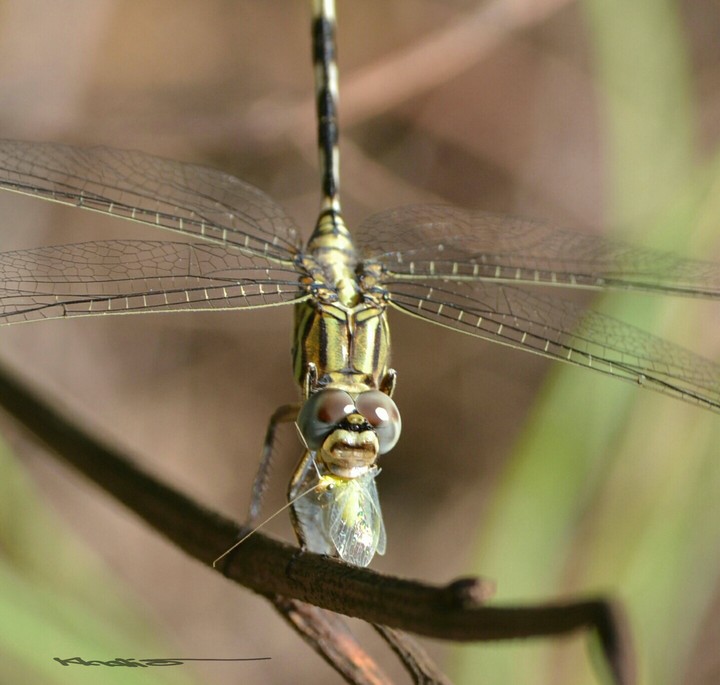 Dragonfly hunting insects