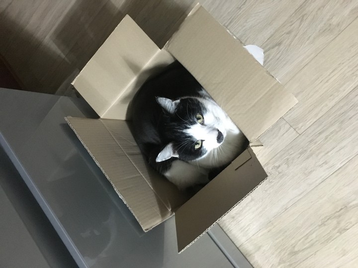 박스냥