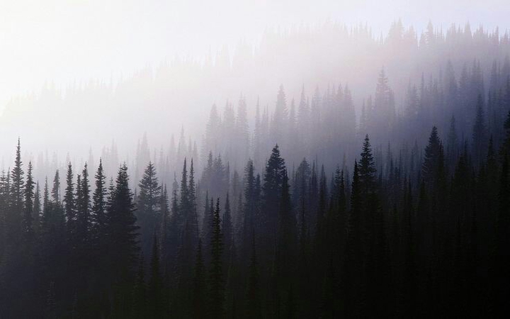 woods