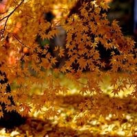 automne