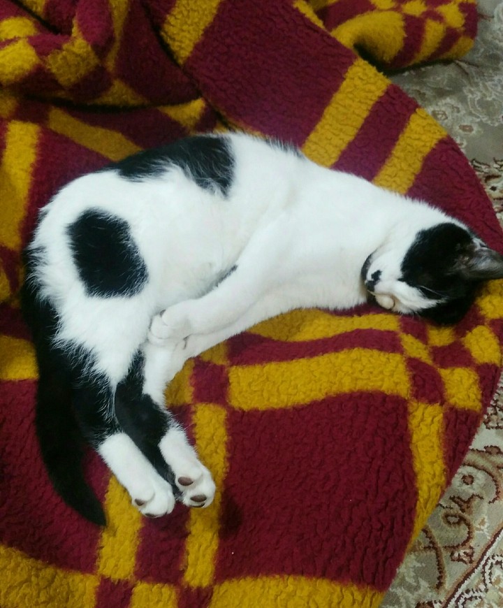 cat