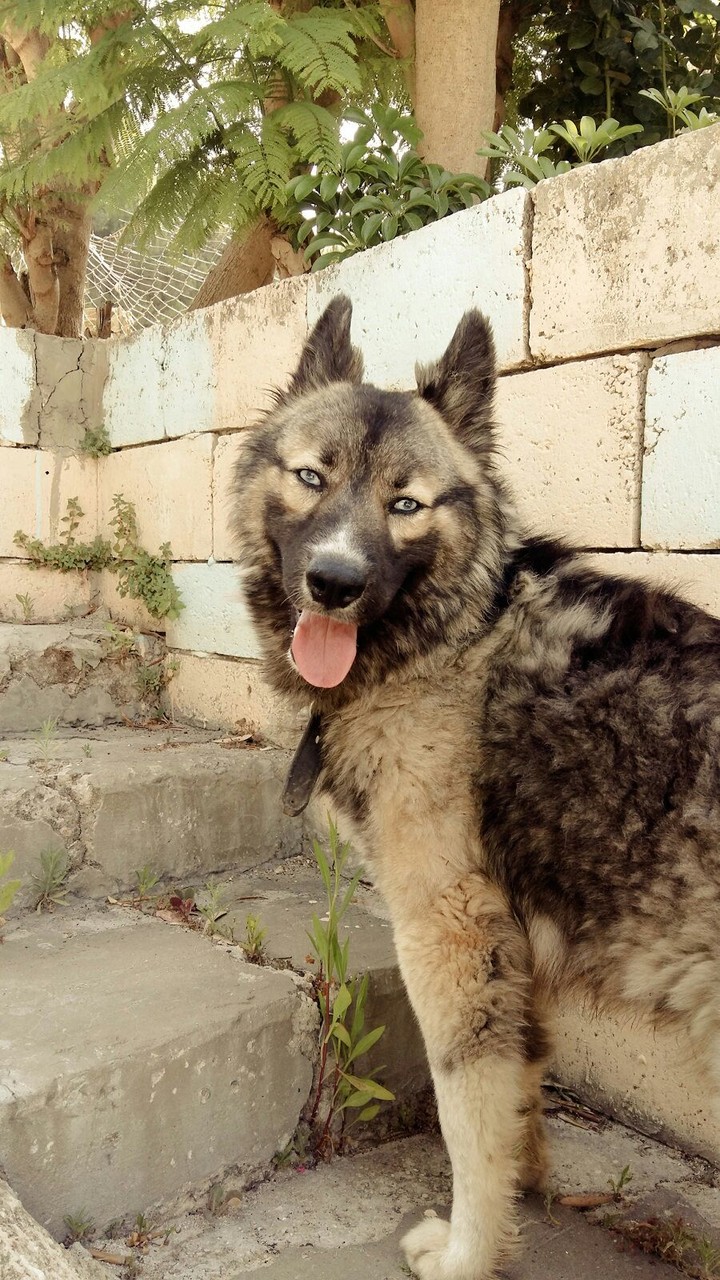 dog