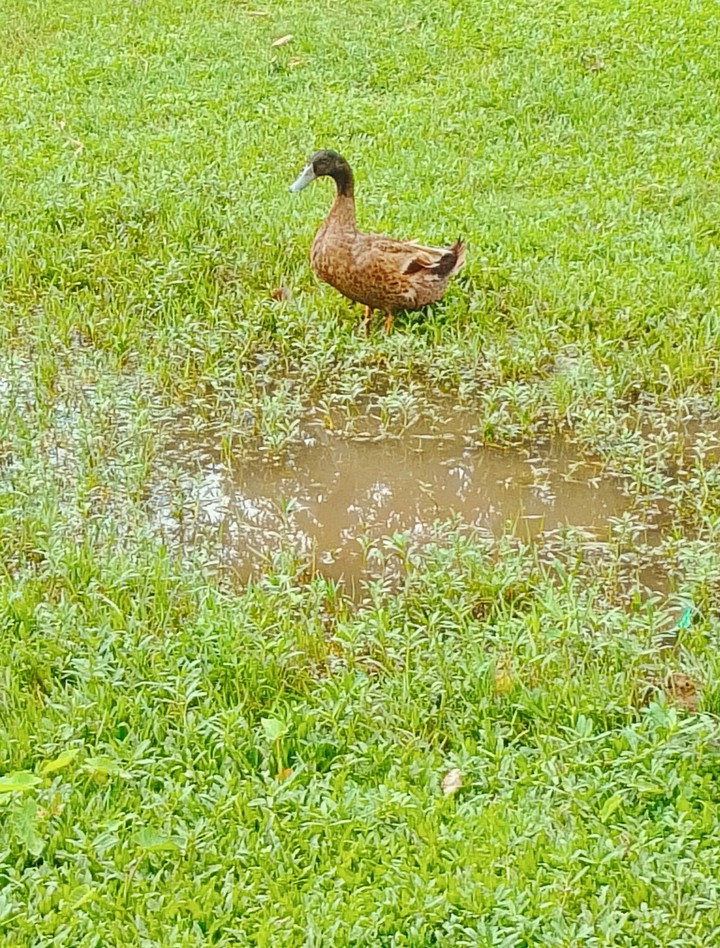 Duck