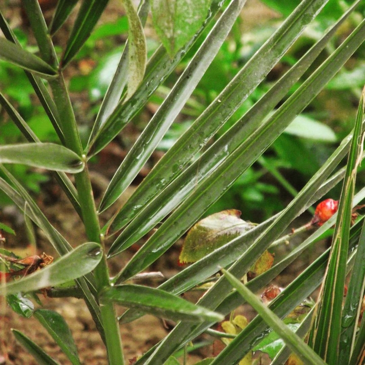 nature