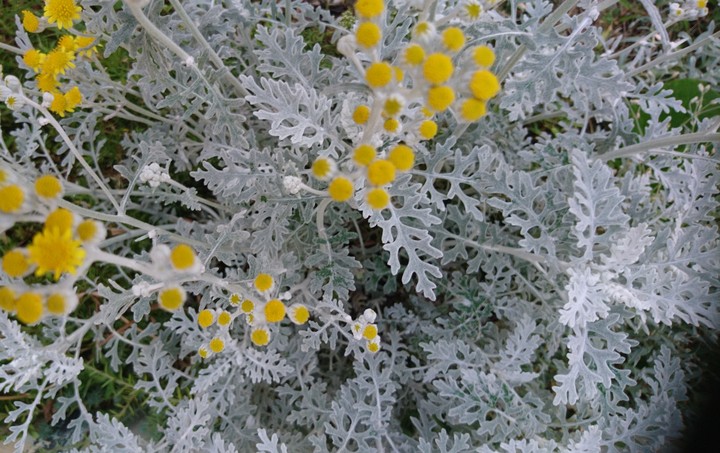 More flowers!