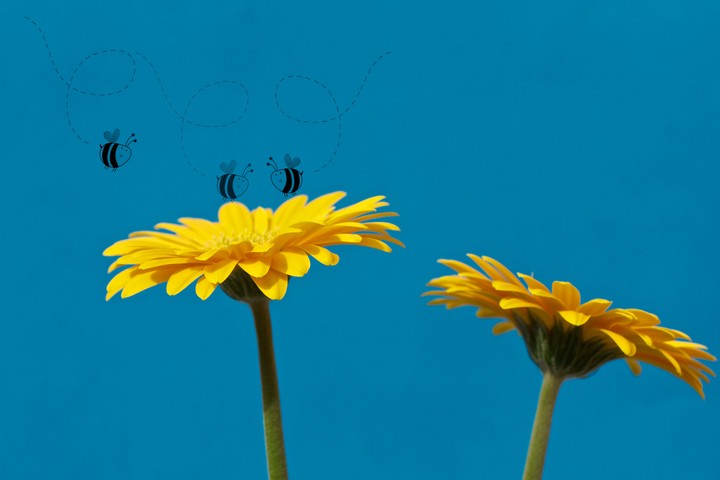 꿀벌과 민들레