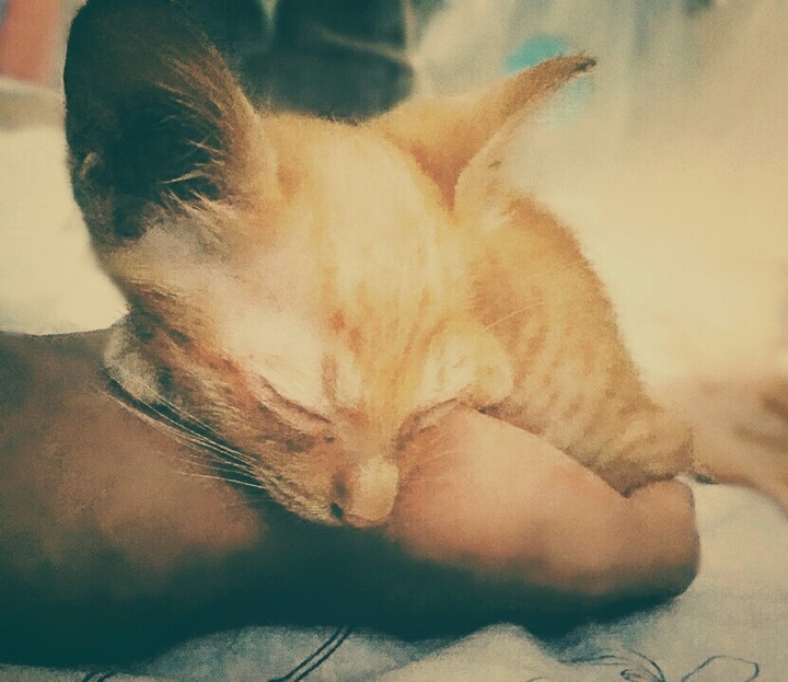 cat
