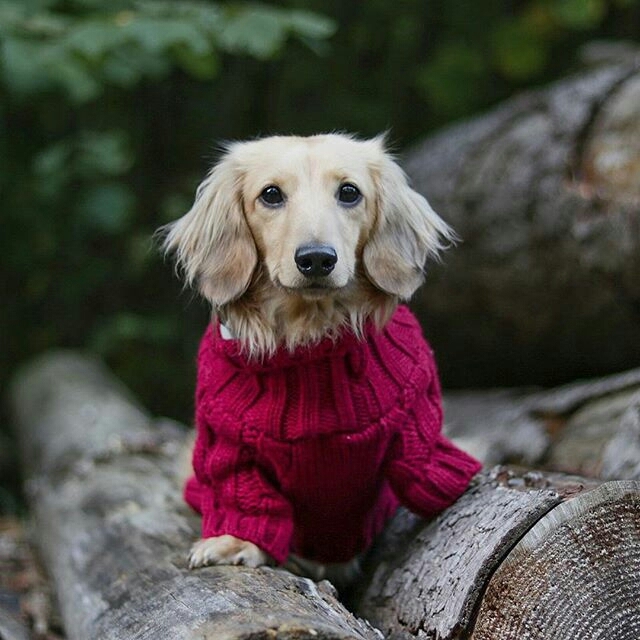 CUTE DOG