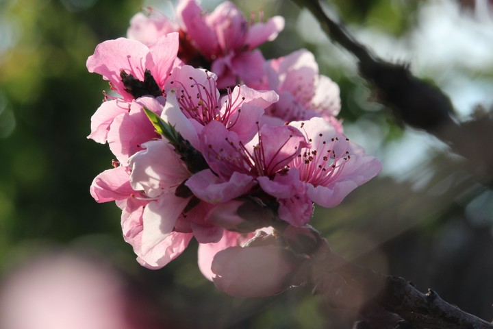 Blooming