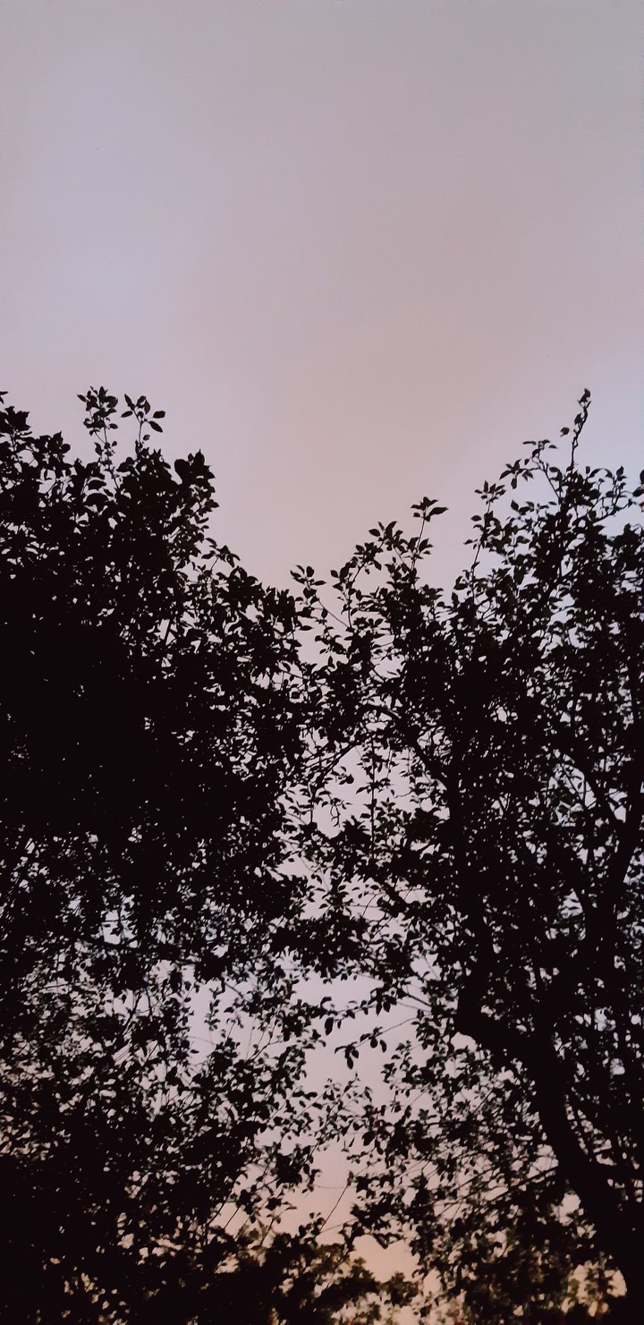 evening