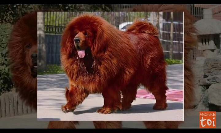chien