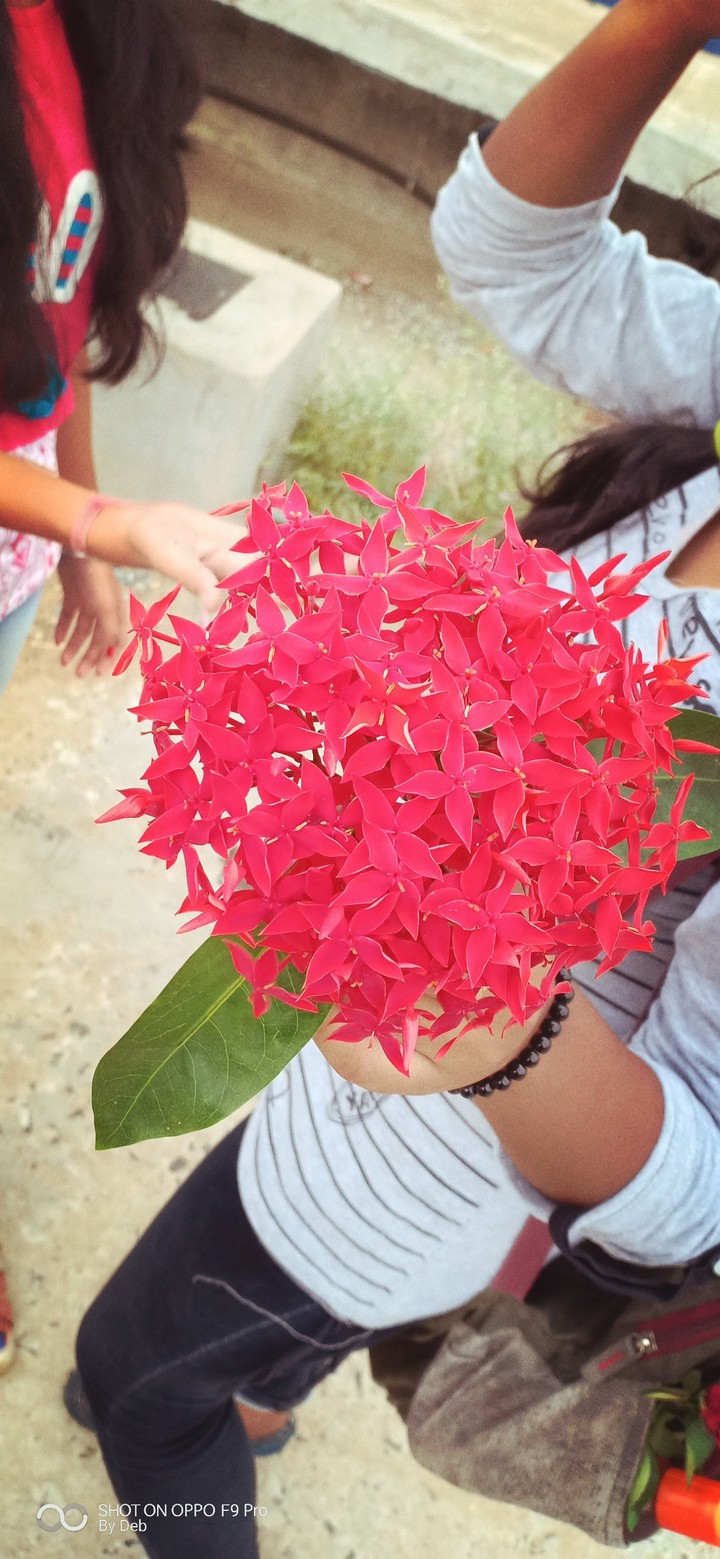 floewrs