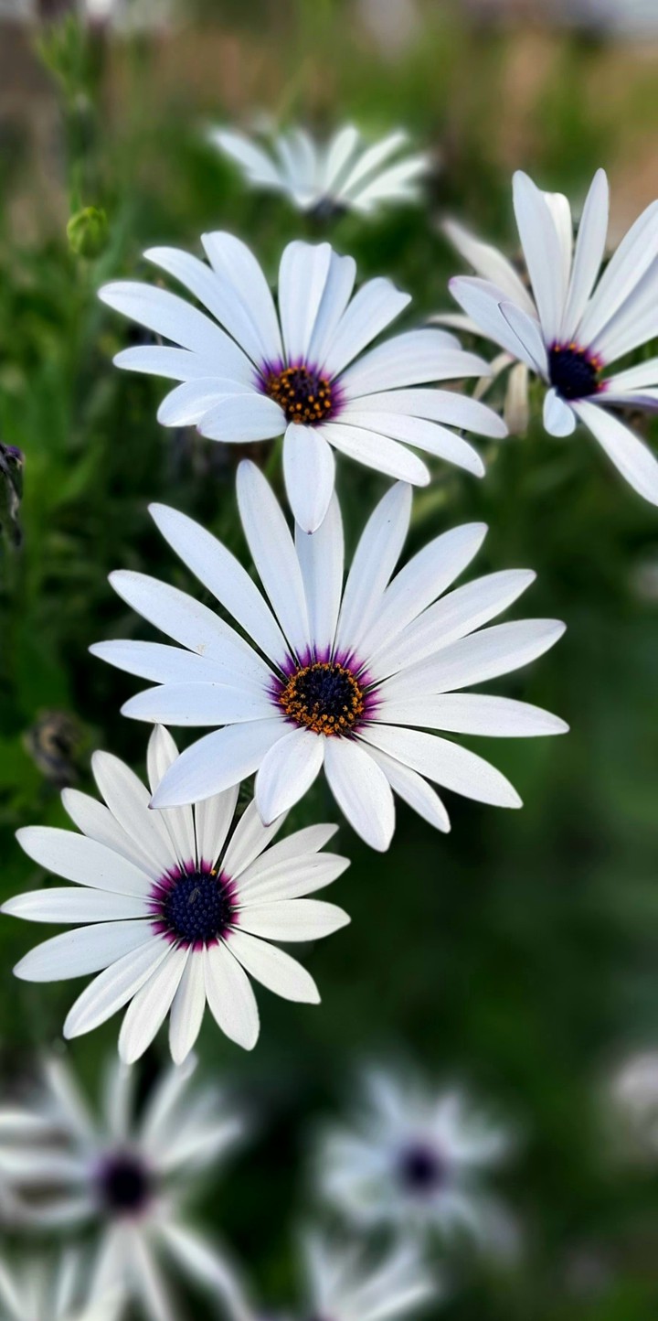 tenderness