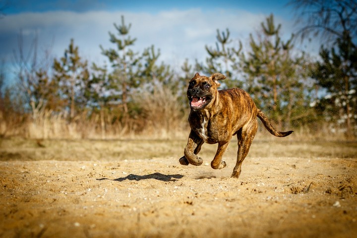 Ares