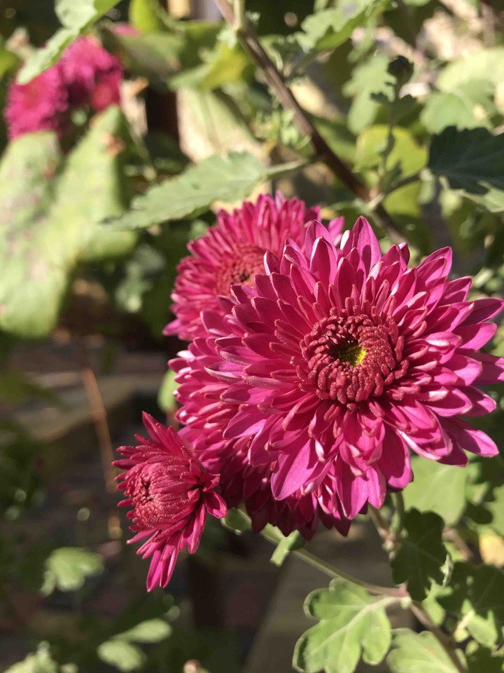 flowers