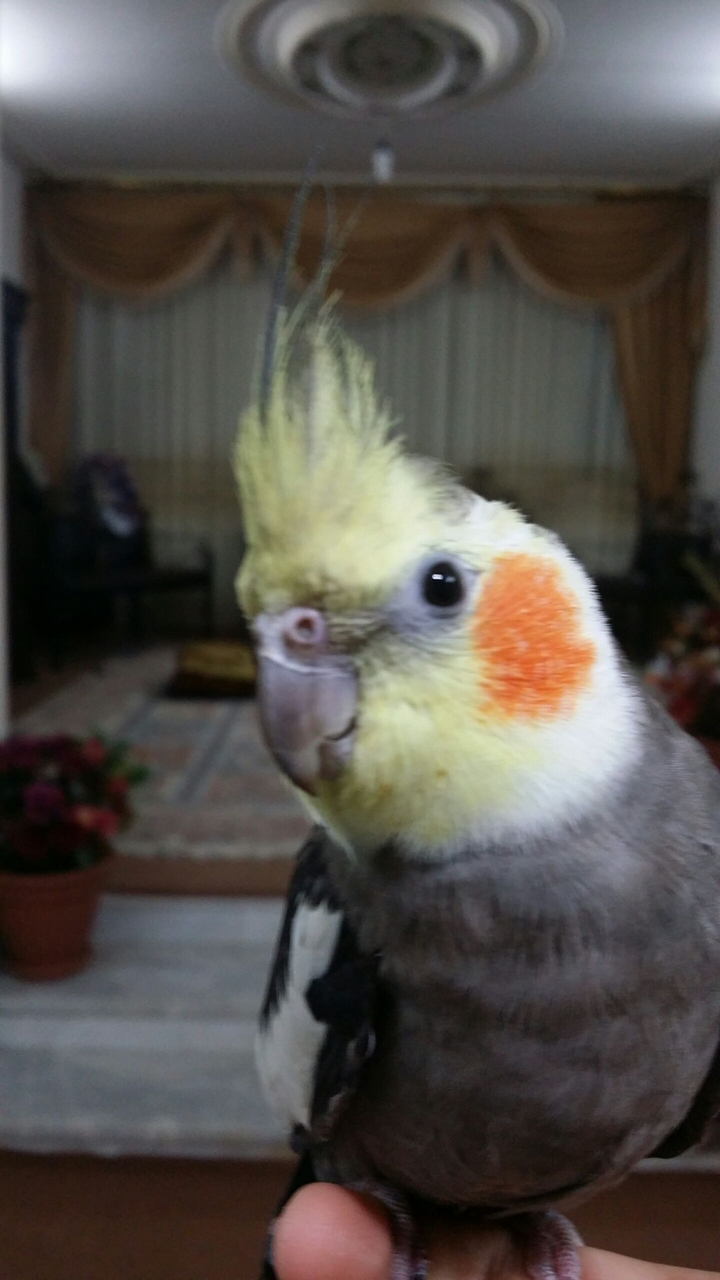 Cockatiel