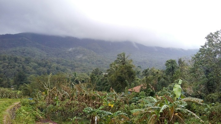nature