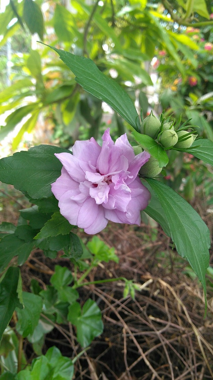 Flores