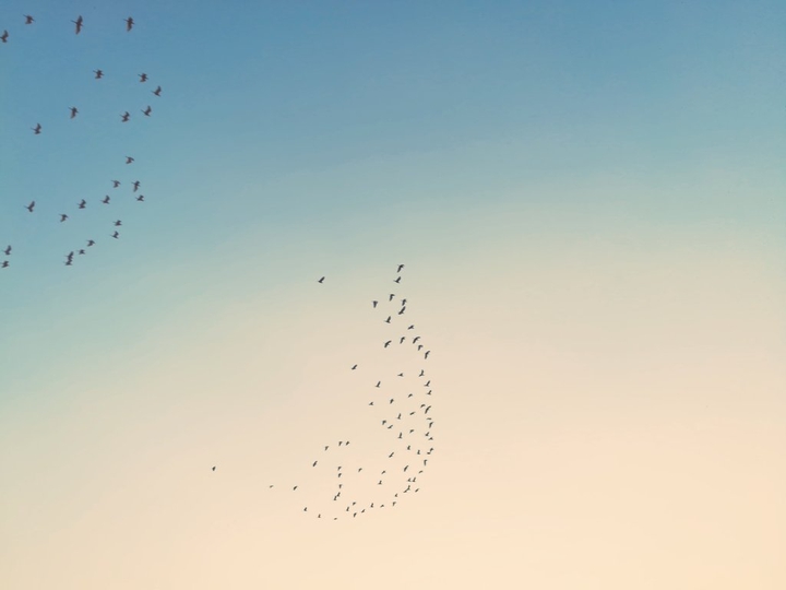 Migratory Birds