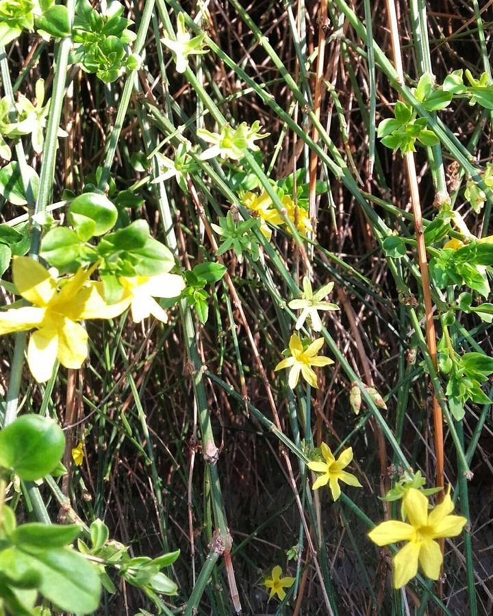 Spring