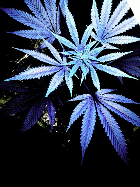 Blue cannabis