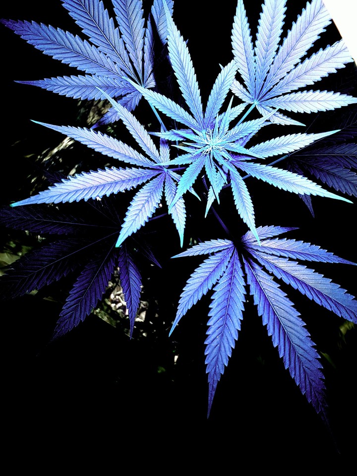 Blue cannabis