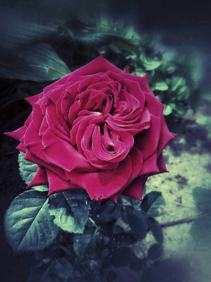 rose