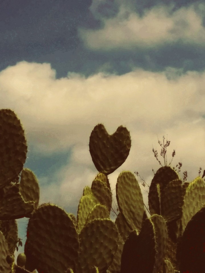 Amor de Nopal