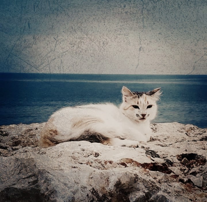 kedi sahilde / Mersin-türkiye