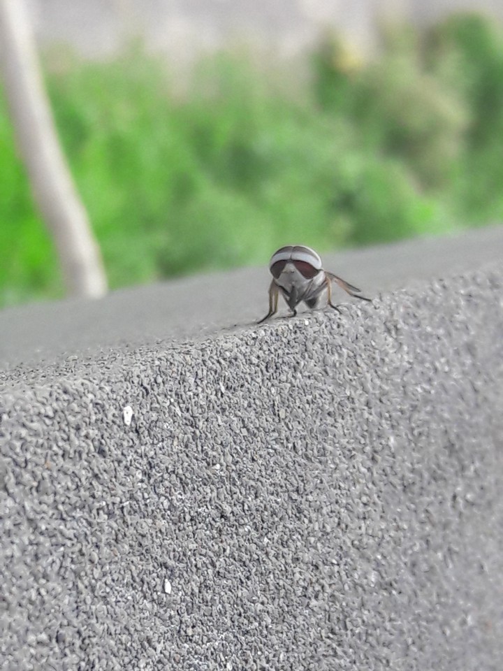 flying ant