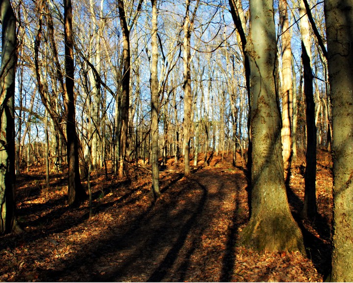 Into the Woods