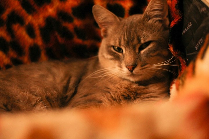 cat