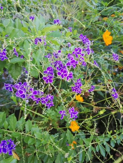 Flower in the wild