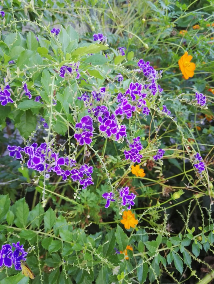 Flower in the wild