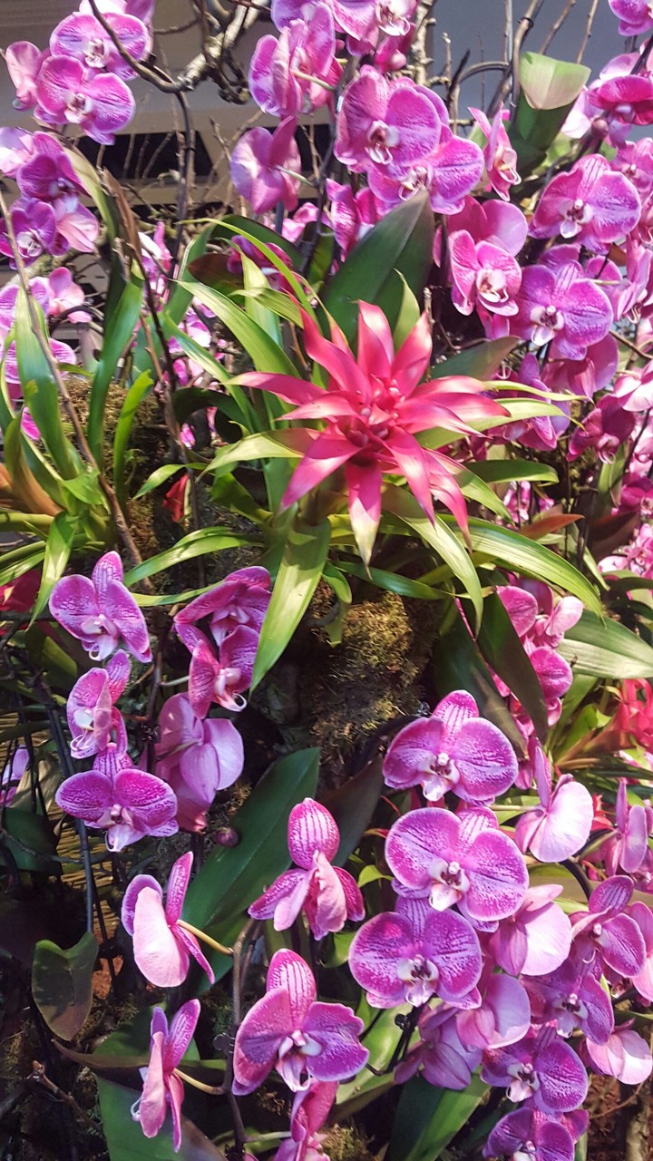 Orchideen
