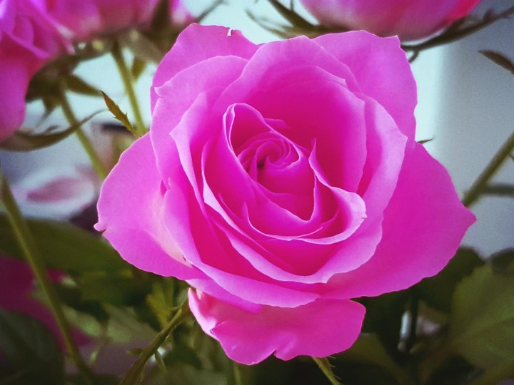 rose